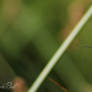 Wetland Hummingbird