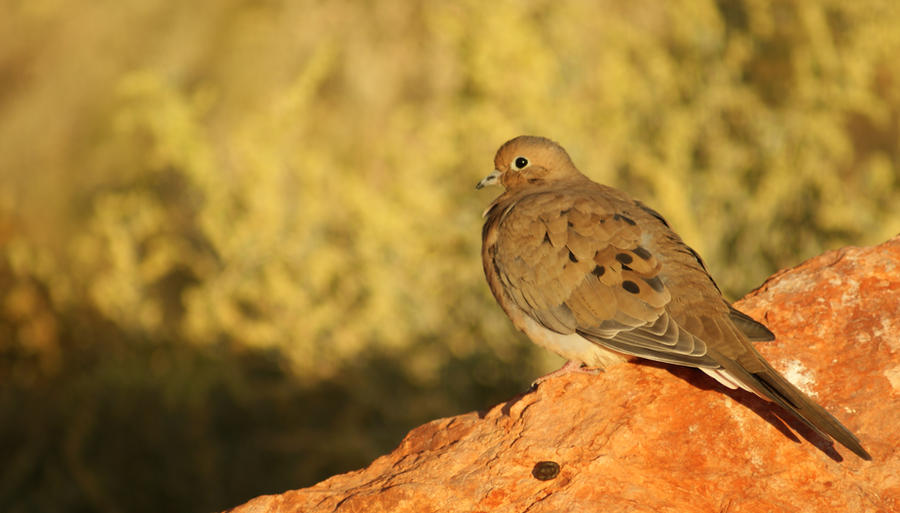 Mourning Dove