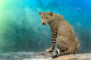 On the Rocks (Leopard) by vinayan