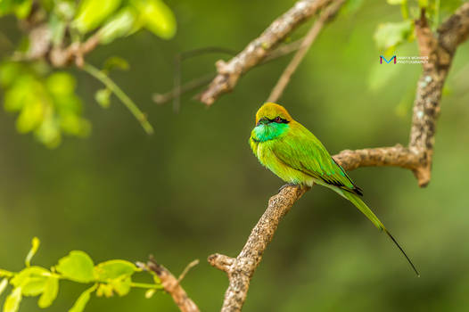 Bee Eater