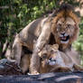 Mating Lions