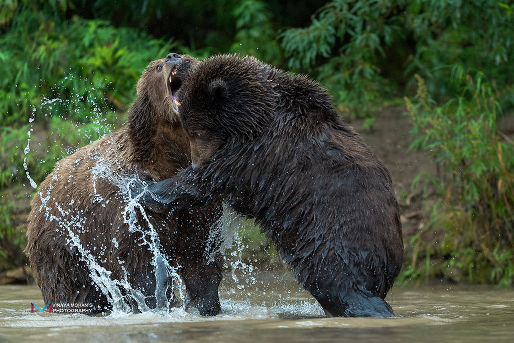 Bear Fight