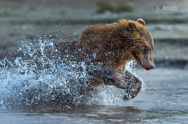 bear in action