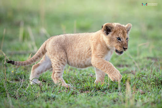 Lion Cub