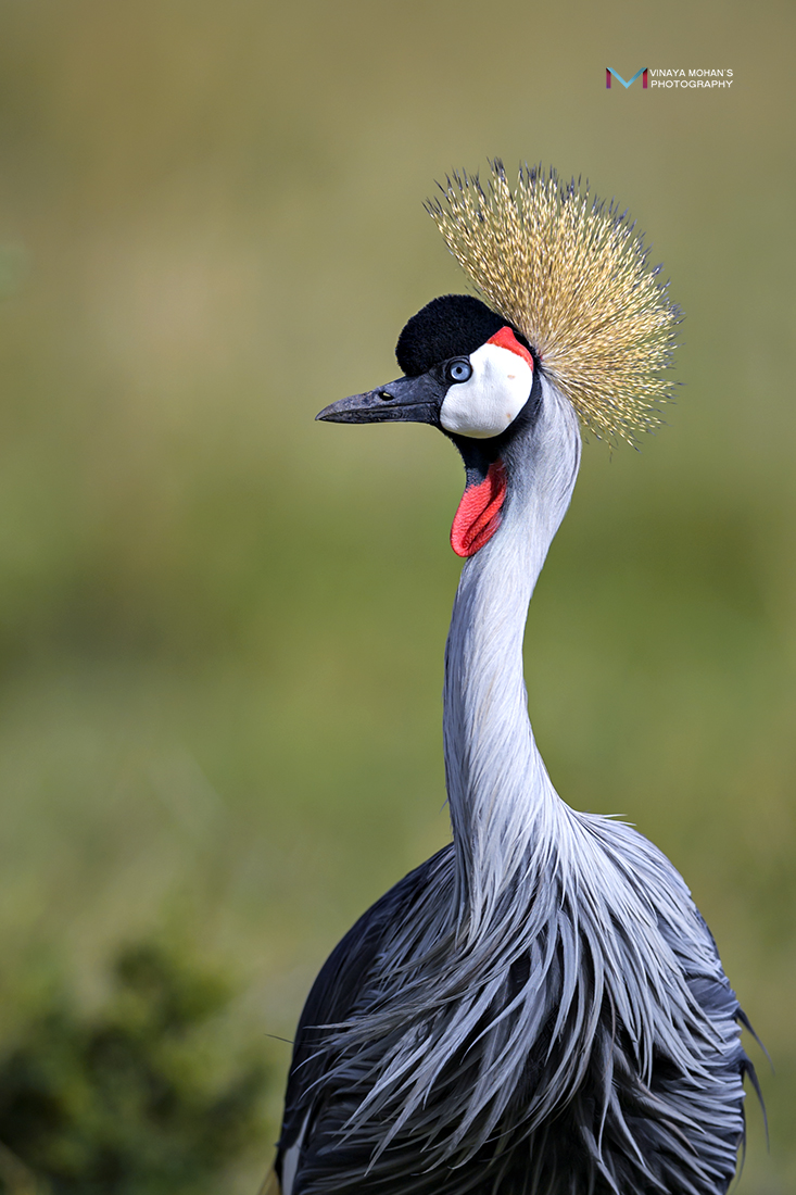 Grey crowned crane