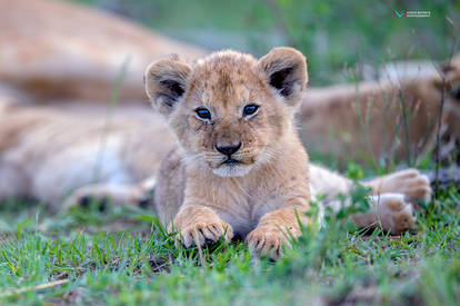 Lion Cub