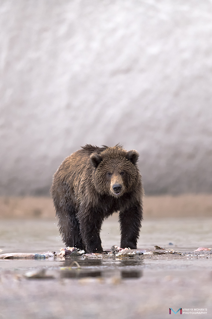 Bear Cub