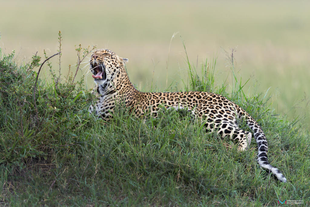 Leopard by vinayan