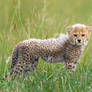 Cheetah Cub