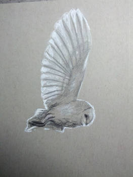 Daily Drawing #1: Barn Owl