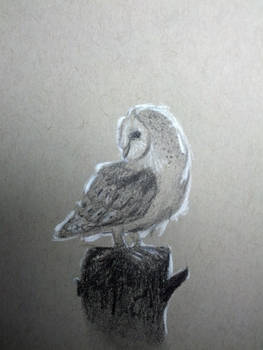 Daily Drawing #2: Barn Owl 2!