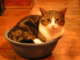 Bowl Cat