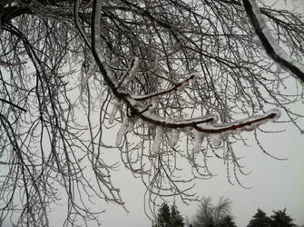 Ice tree.