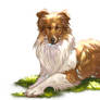 Collie