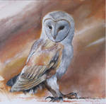 Barn owl 2 by erlend-se