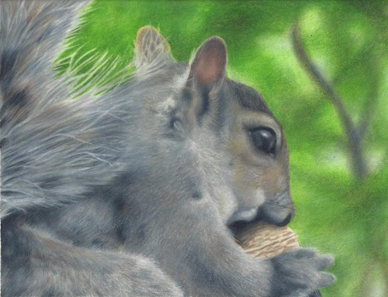 Squirrel Deviantart Squirrel by SummerWinds91 on DeviantArt