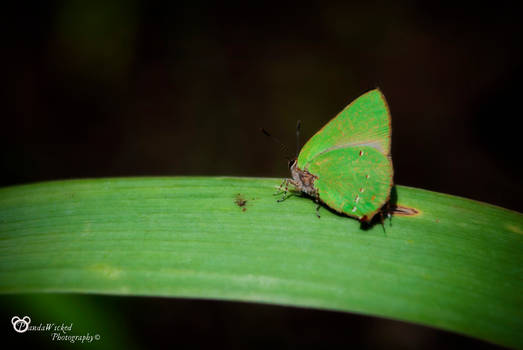 Green Art of nature