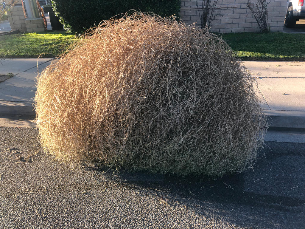 Giant Tumbleweed by gargoyleman412162 on DeviantArt