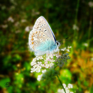 Baton Blue (Pseudophilotes baton)