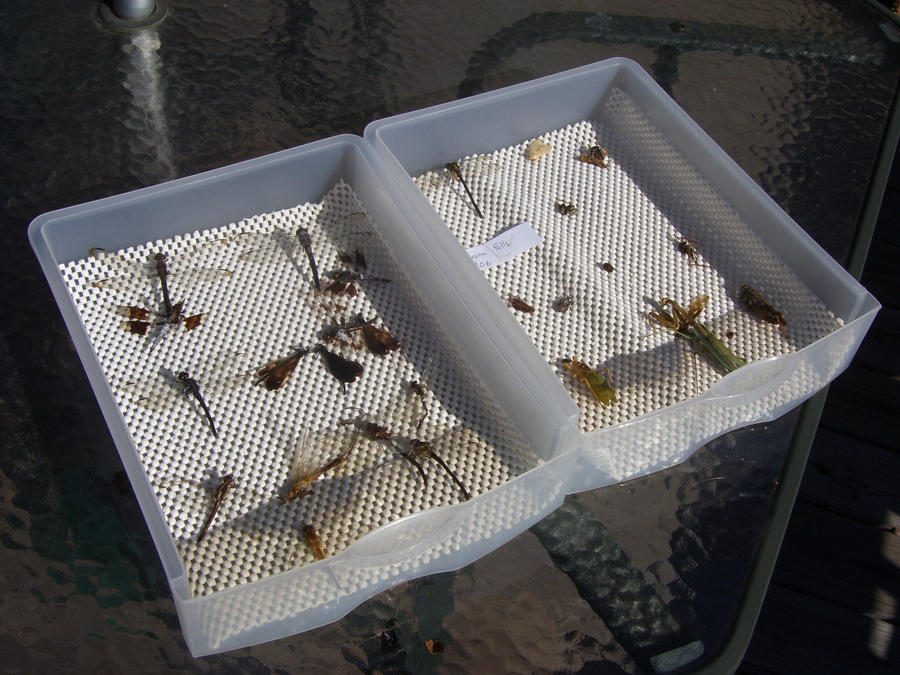 Collecting Pop Insect Insect Collection by SriLankanStaringFrog on DeviantArt