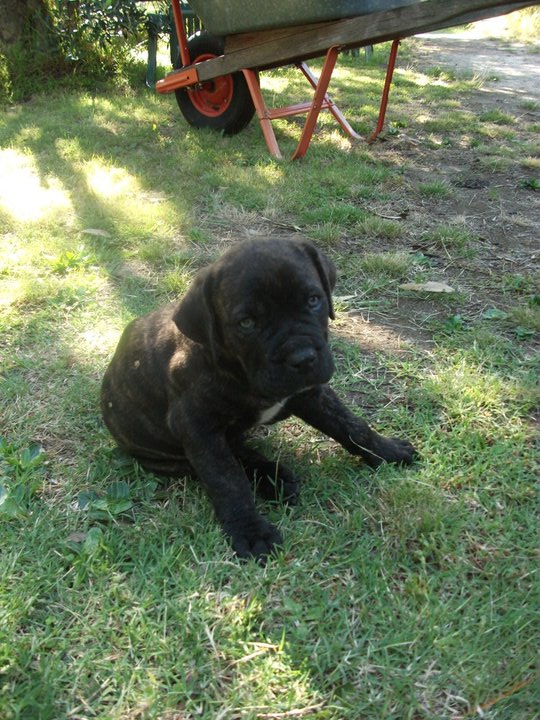 Bandog Puppy 2