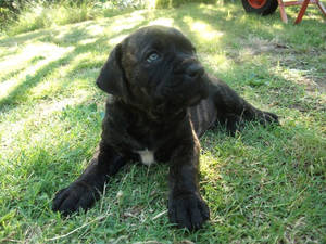 Bandog Puppy 3