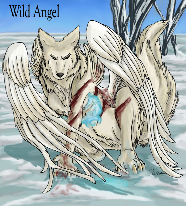 Wild Angel Fin