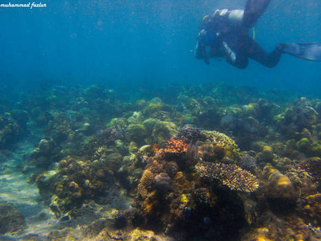 dive bunaken