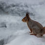 Squirrel on the Snow