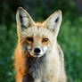 Evening Red Fox II