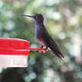 Humming Bird