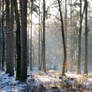 Winter forest