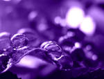 purple. by Aparazita-R