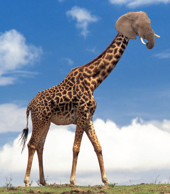 Eleraffe The Eleraffe by Mountaindude246 on DeviantArt