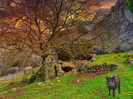 Serra del Montsant - Clot del Cirer (senglar)