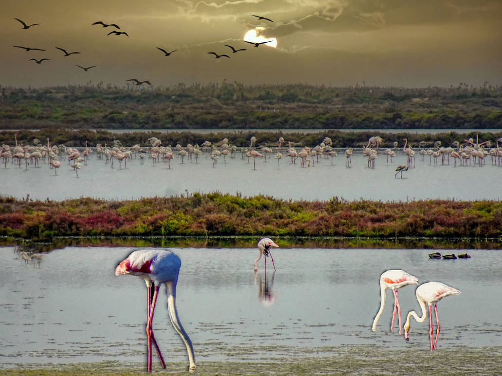 Delta de l'Ebre - Llacuna de la Tancada (flamencs) by Jobove-Reus on ...