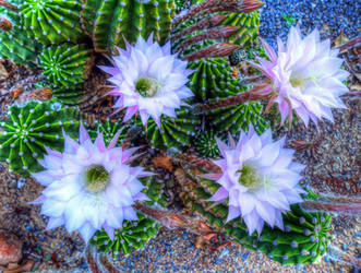 Alforja - (flor del cactus) - Baix Camp