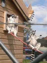 college Ring tail Lemur