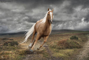 Down the Road I Go - Palomino
