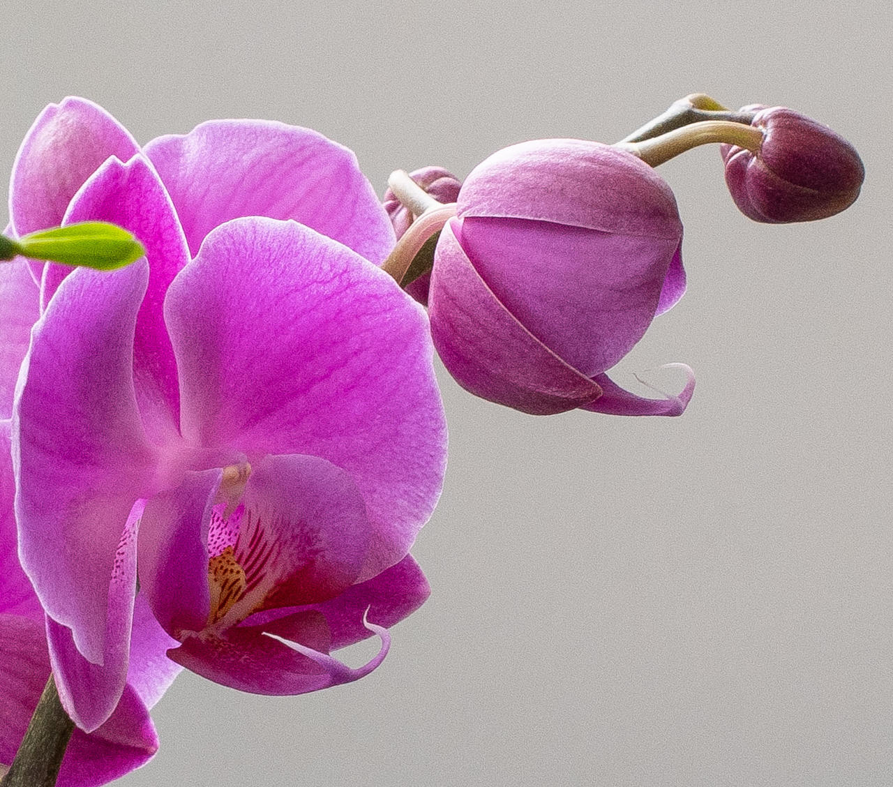 Pining For Spring Pining for spring by jpreisch on DeviantArt