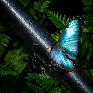 The Blue Morpho