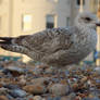 seagull 2