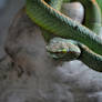 Green Tree Viper2