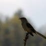 Northern Mocking Bird II 5-4-15