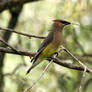 Cedar waxwing II