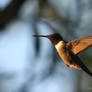 Male Hummingbird II