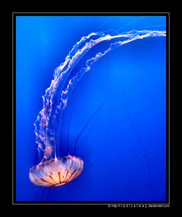 Jellyfish