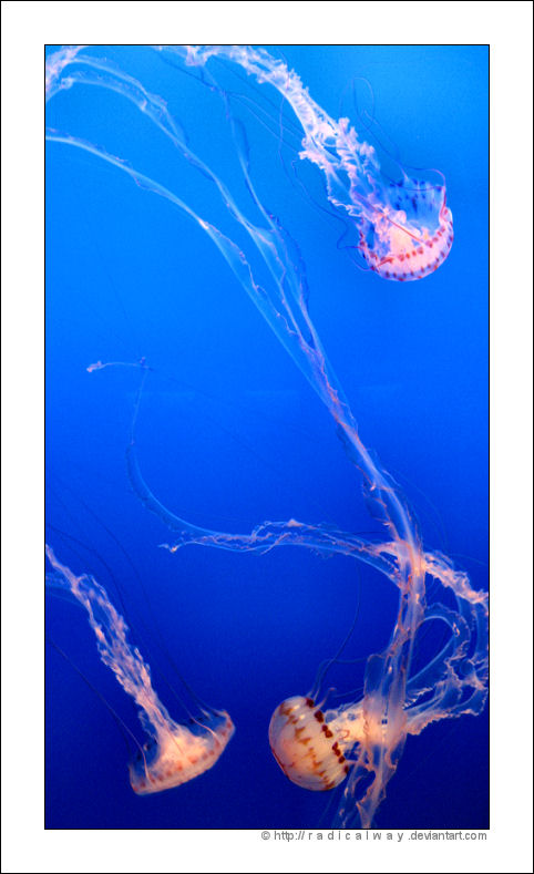 Jellyfish II