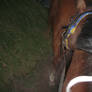 Horseriding at Night