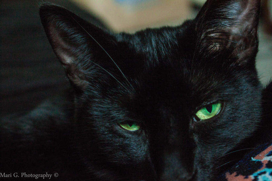 Onyx the Black Cat